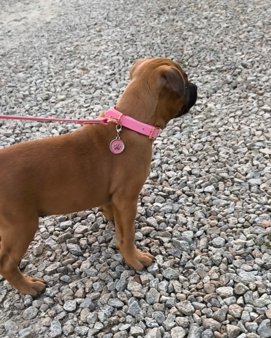 kit chiot uni Patte de luxe