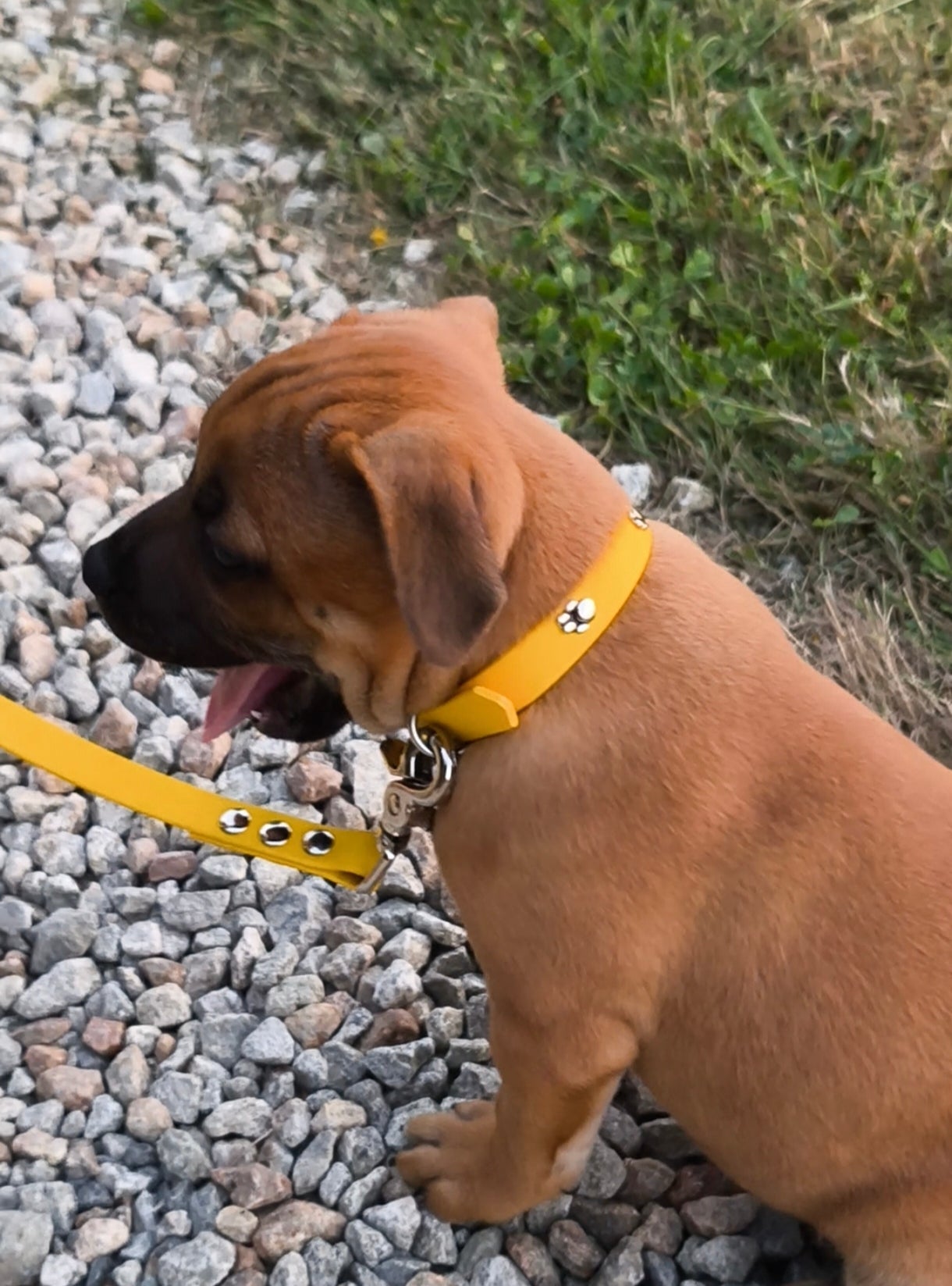kit chiot empreinte de patte Patte de luxe