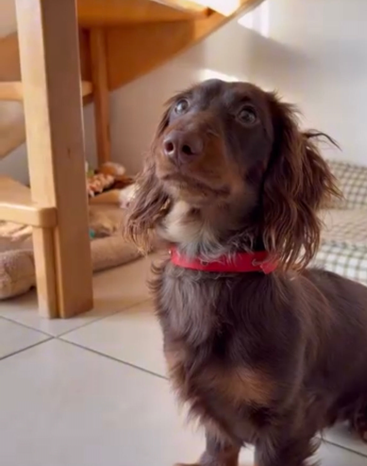 Collier à Diamants personnalisable en biothane beta -16 mm