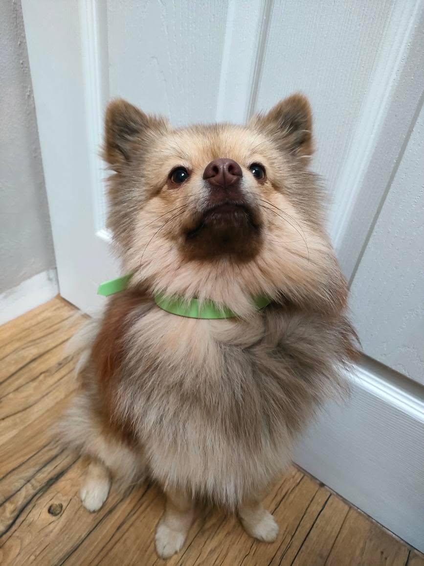 Collier Uni personnalisable en biothane beta -16 mm