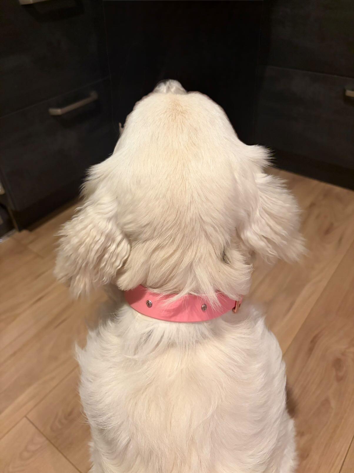 Customizable Diamond Necklace in Biothane Beta -25mm